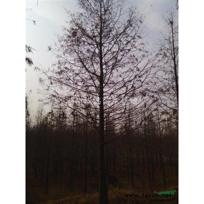 12公分紅葉石楠