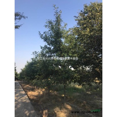 地徑8-15公分的全冠精品紅梅1500棵