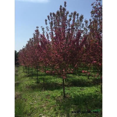 日本紅楓小苗，今年種實惠