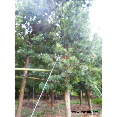 供應各種規格的狗骨球