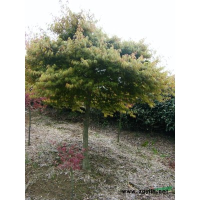 供應紅玉蘭，黃玉蘭，白玉蘭