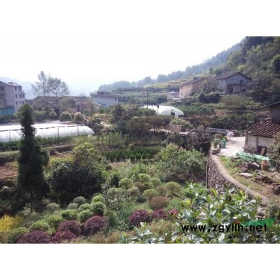 桂花6供應/桂花6圖片