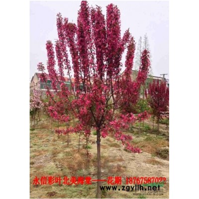 出售彩葉速生北美海棠紅巴倫當年生小苗
