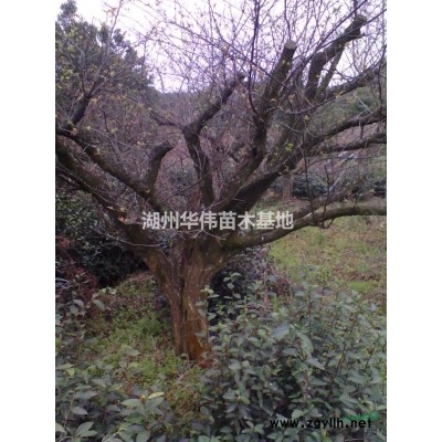 地徑6公分美人梅