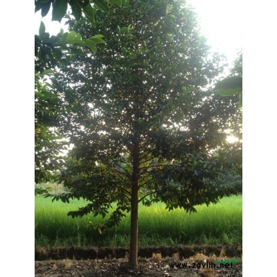 白玉蘭行情報價\白玉蘭圖片展示