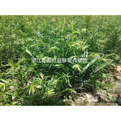 紅豆杉小苗，大量供應10-25公分的紅豆杉小苗