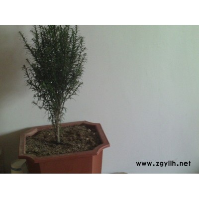 供應一年生優質紅豆杉小苗