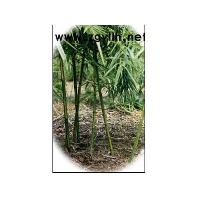 浙江菲白竹新報價，菲白竹常年供應