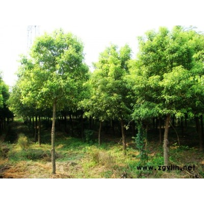 優質特價浙江櫸樹價格 海寧櫸樹基地低價產地直銷