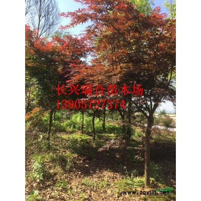 長(zhǎng)興紅梅介紹 浙江紅梅特征/用途