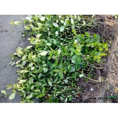 大量長年供應細葉麥冬