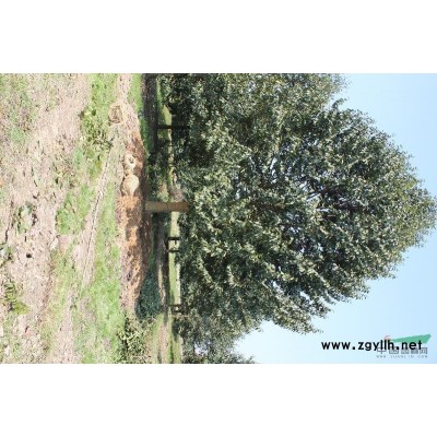 樂昌含笑報價/浙江樂昌含笑報價