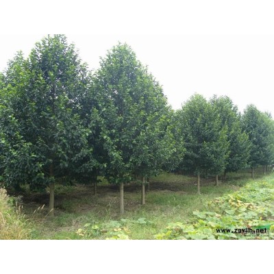 樂昌含笑5供應/樂昌含笑5圖片