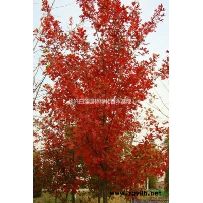 浙江8-20公分納塔櫟13