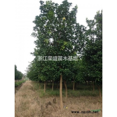 浙江[產品]/浙江精品香樟 海寧精品香樟基地 精品香樟價格/報價