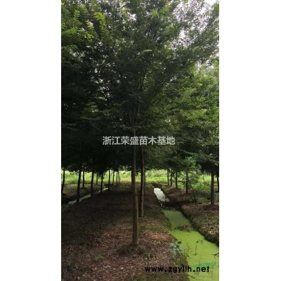 優質特價精品樸樹 浙江精品樸樹產地直銷