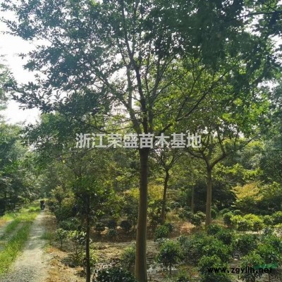 優質特價叢生香樟 浙江叢生香樟價格  叢生香樟產地直銷