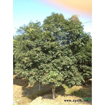 樂昌含笑6報價/浙江樂昌含笑6報價