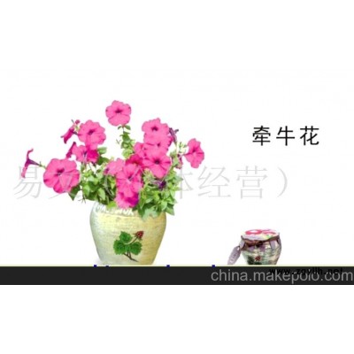 太太花園 小花農 夢花園 迷你花草/迷你花-牽牛花