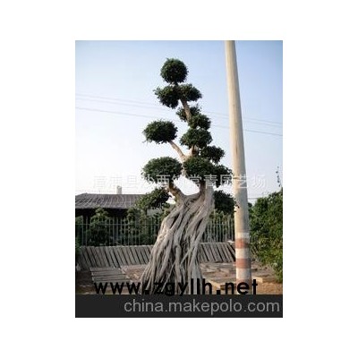 產地直銷榕樹盆景