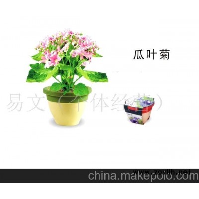 太太花園小花農 夢花園 迷你花草/迷你盆栽-瓜葉菊