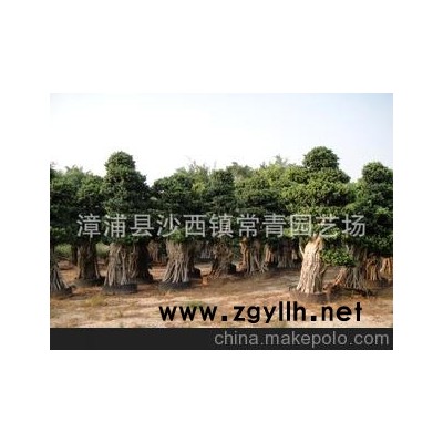 大量供應各種規格--榕樹盆景