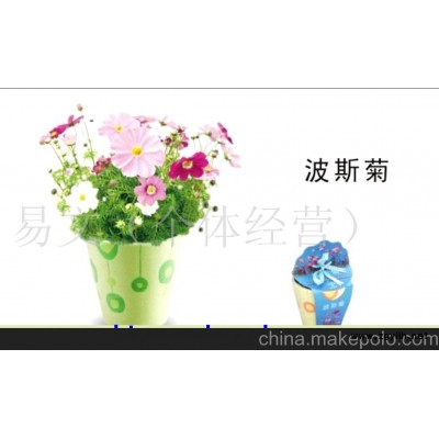 小花農夢花園迷你花草/迷你盆栽/迷你盆景-波絲菊