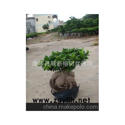 順新優質榕樹盆景