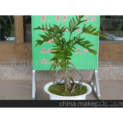 小天使/花草盆景