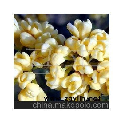 供應(yīng)金桂盆景