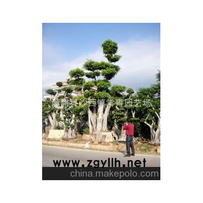 直銷榕樹盆景