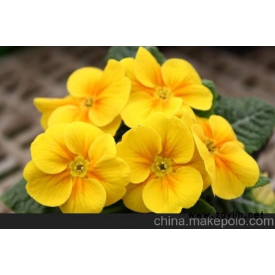 聚森花卉昆明花卉租賃