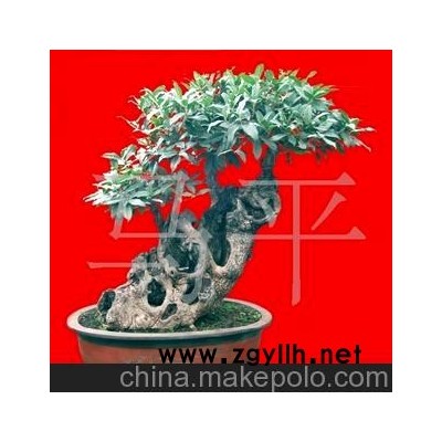 供應(yīng)桂花 桂花盆景