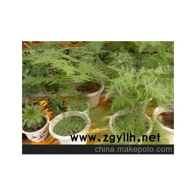 批發文竹 文竹盆景