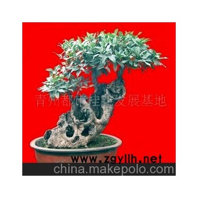 供應(yīng)桂花盆景