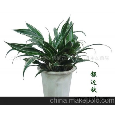 銀邊鐵盆景