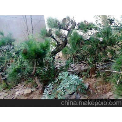 綠化黑松-黑松盆景