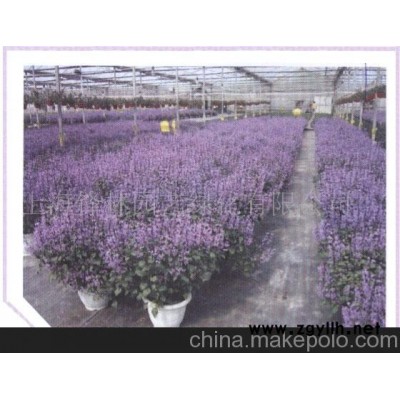薰衣草(圖)