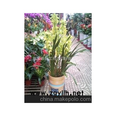 高貴蘭花 大花蕙蘭 盆栽 紅色 辦公樓（租憑）