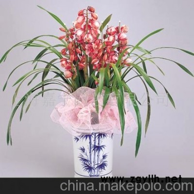 供應(yīng)大花蕙蘭室內(nèi)花卉蘭花園藝綠化