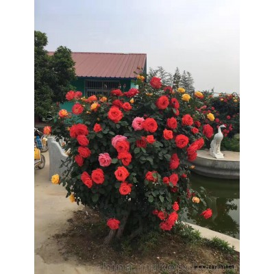 南陽月季批發 古狀月季低價大量供應 工程專用苗