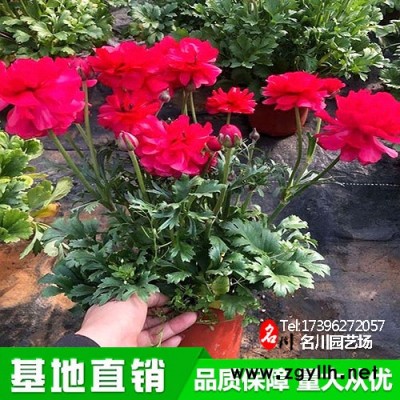 多花毛茛批發基地_大花芹菜茛價格_草花廠價_花壇綠植_名川園藝