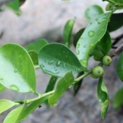 江蘇彩趣園農業科技有限公司