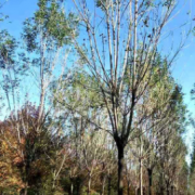 郯城縣潤澤苗木培育場