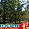 直供1-80公分銀杏樹苗白果小苗嫁接樹綠化苗木行道綠化小區美化