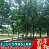 白蠟樹苗 小葉白蠟樹綠化工程苗木基地批發喬木行道樹