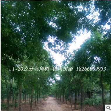 苗圃皂角樹道路工程綠化樹木小苗 1-20公分規(guī)格齊全皂角樹苗批發(fā)