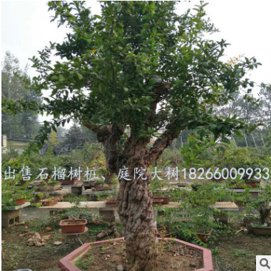 盆景石榴樹大中小型優(yōu)美庭院造型樹樁盆景石榴樹苗園林綠化果樹