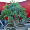 實(shí)拍樹樁盆景 石榴 中型石榴盆景樹樁當(dāng)年結(jié)果庭院別墅綠化造型樹