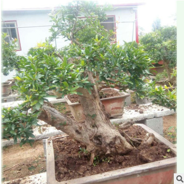 優(yōu)美庭院造型大樹樹盆景花卉盆栽 苗圃樹樁盆景出售石榴樹苗批發(fā)